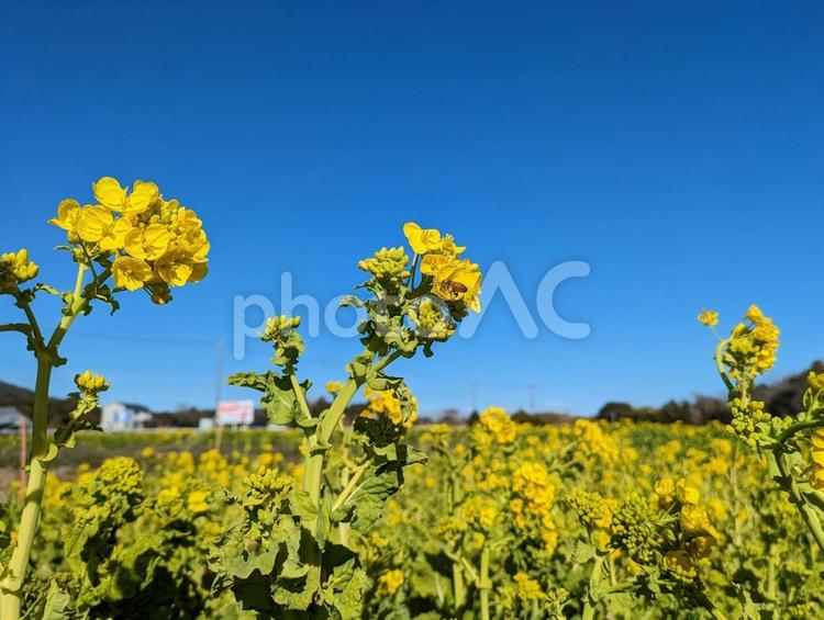加治の菜の花畑 菜の花,春の花,早春の写真素材