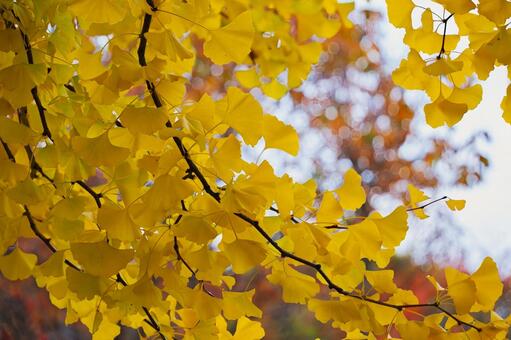 秋色のキャンバス鮮やかな黄葉のボケ イチョウ,銀杏,黄葉の写真素材