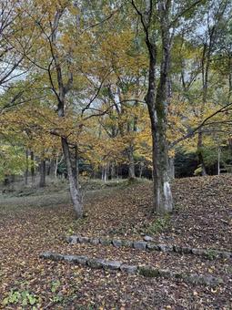 晩秋の牛伏川フランス式階段工横の紅葉の写真