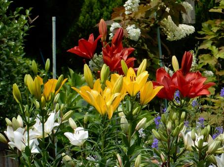 【花の写真】ユリの花 【花の写真】ユリの花 ユリ,百合,黄色の写真素材