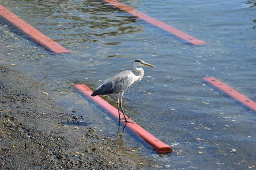 野鳥 野鳥の写真