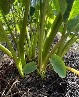 里芋 里芋,イモ,野菜の写真素材