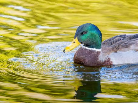 池を泳ぐマガモのオス マガモ,カモ,鴨の写真素材