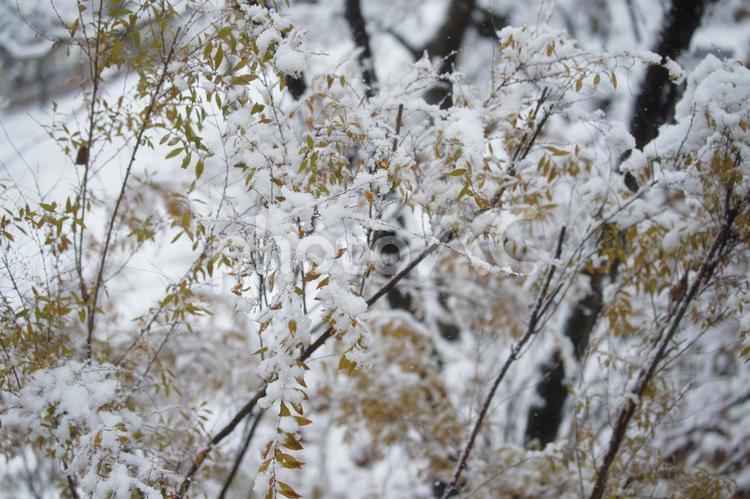冬の風景 雪,冬,1月の写真素材
