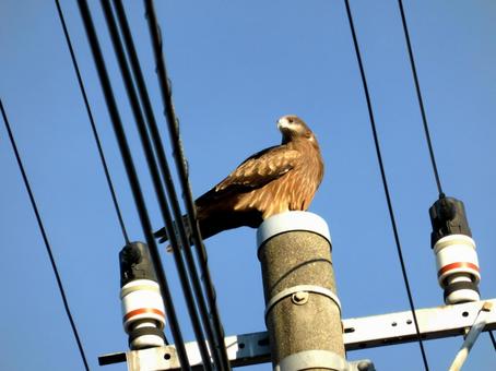 電柱のてっぺんから周囲を見回すトビ トビ,鳥,野鳥の写真素材