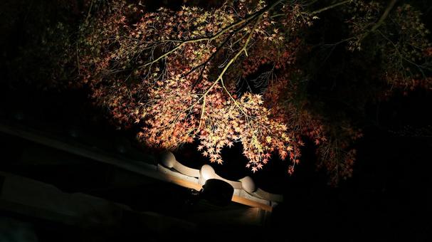 虹の郷　紅葉ライトアップ 紅葉,ライトアップ,秋の写真素材