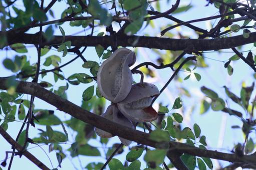 木になるあけび① あけび,収穫,秋の写真素材