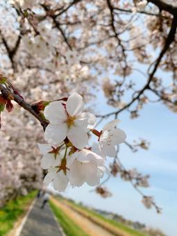 桜 桜の写真