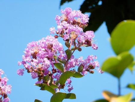 [Flower Photo] Pink Crape Myrtle, JPG