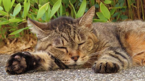 お昼寝が日課のもふもふであざとい肉球猫 お昼寝が日課のもふもふであざとい肉球猫 猫,キジトラ,眠り猫の写真素材