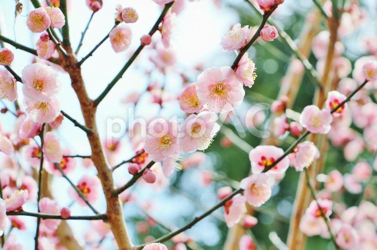 梅の花　ピンク 梅の花,年賀状,正月の写真素材