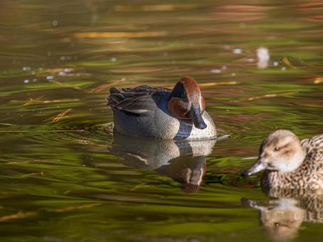 水辺のコガモ 水辺のコガモ コガモ,カモ,鴨の写真素材