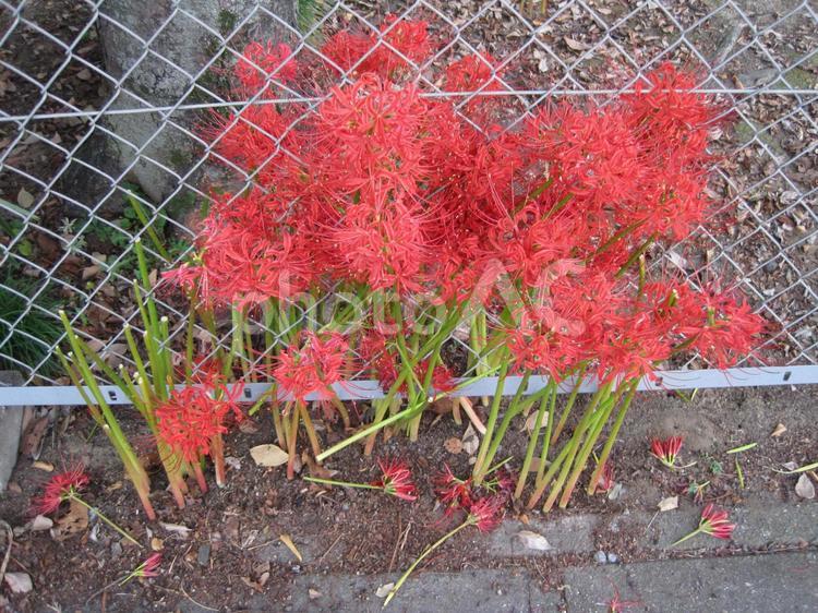 フェンスの間に生える赤い彼岸花 彼岸花,曼殊沙華,ヒガンバナの写真素材