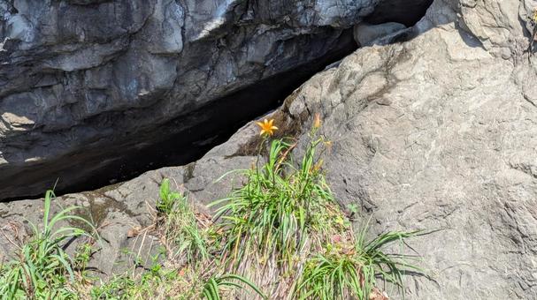 岸壁に咲く神秘的な黄色い花 岸壁に咲く神秘的な黄色い花の写真