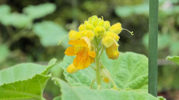 キバナツノゴマの花 キバナツノゴマの花の写真