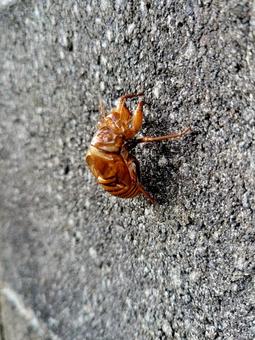 セミの抜け殻 セミの抜け殻の写真