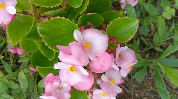 四季咲きベゴニアの花 四季咲きベゴニアの花の写真