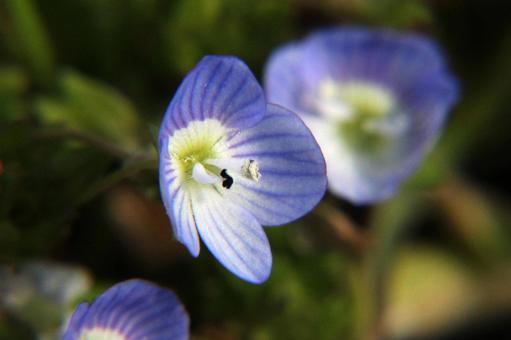 Photo, ooouinunnguri, close-up, spring wildflowers, 