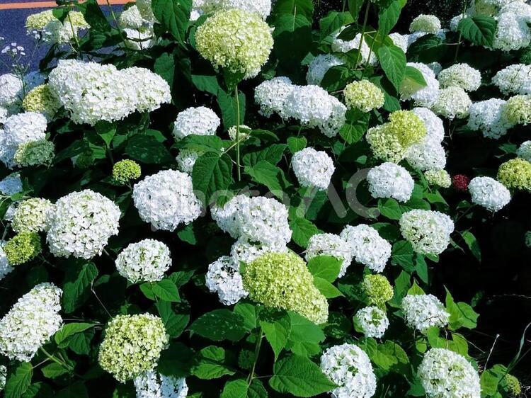 花　紫陽花　あじさい　アジサイ　白いアジサイ　移り気　家族団欒　寛容　5 紫陽花,あじさい,アジサイの写真素材