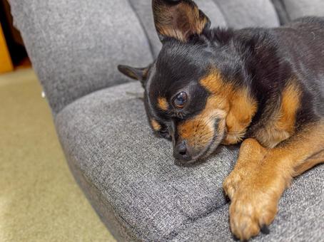 ソファで寝る小型犬・チワワ・ミニピン ソファで寝る小型犬・チワワ・ミニピン 犬,わんこ,ペットの写真素材