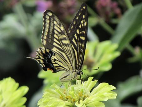 ナミアゲハとジニアa ナミアゲハ,アゲハチョウ,蝶々の写真素材