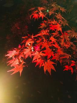 紅葉ライトアップ(宮城県松島町、瑞巌寺) 紅葉ライトアップ(宮城県松島町、瑞巌寺) 紅葉,秋,ライトアップの写真素材