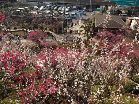 池上梅園の梅 池上梅園の梅 池上梅園,池上,梅園の写真素材