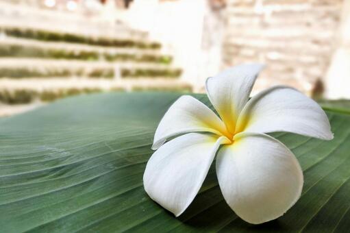 南国リーフに置かれた白いプルメリア プルメリア,花,バリ島の写真素材