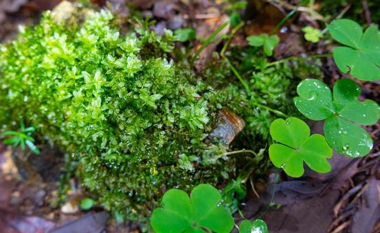 足元に広がる、小さな緑の宇宙の写真