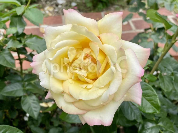 浜寺公園ばら園　クリーム色の薔薇 ばら,バラ,薔薇の写真素材