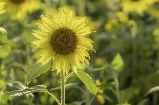 福岡-【柳川ひまわり園】 福岡-【柳川ひまわり園】の写真