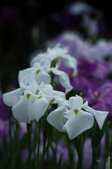 Pass the incense of Edo to now, JPG Pass the incense of Edo to now, plant, flower, iris, JPG