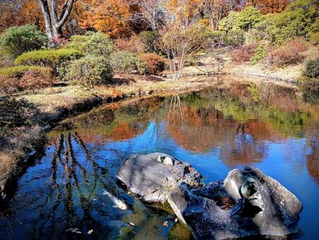 水面に映る木を昇る錦鯉　赤城自然園 赤城自然園,セゾン・ガーデン,水辺エリアの写真素材