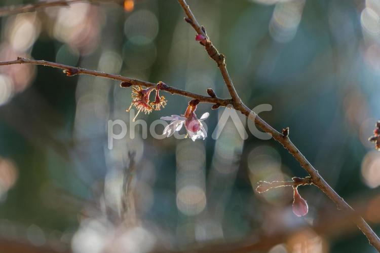 光の中に咲く冬桜の一輪 冬桜,桜,花の写真素材