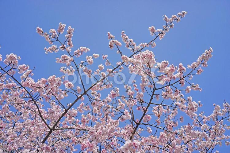 青とピンクのコントラスト・桜 桜,冬,春季節の写真素材