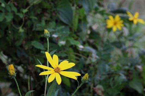 キクイモ キクイモ キクイモ,花,黄色い花の写真素材