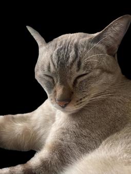 ずっと眠い猫 ずっと眠い猫 いとおしい,うちの子,かわいいの写真素材