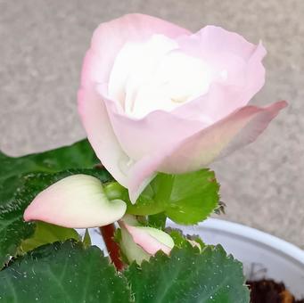 球根ベゴニア 花,淡いピンク色,植物の写真素材
