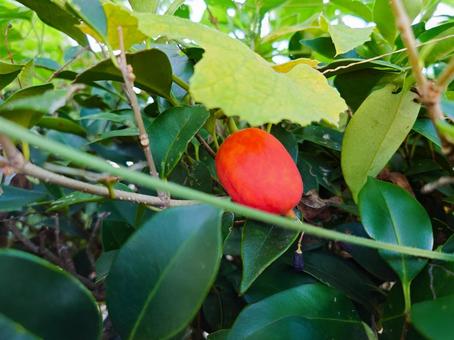 からすうり からすうり,カラスウリ,植物の写真素材