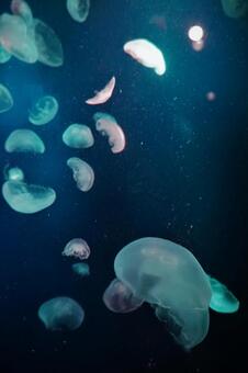 jellyfish, jellyfish, healing, mizukura, JPG