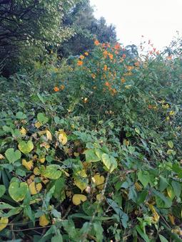 秋の自然 秋の自然の写真