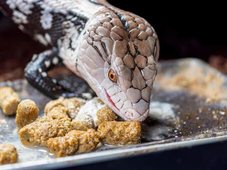 餌を食べるアオジタトカゲ アオジタトカゲ,アンボンアオジタトカゲ,トカゲの写真素材