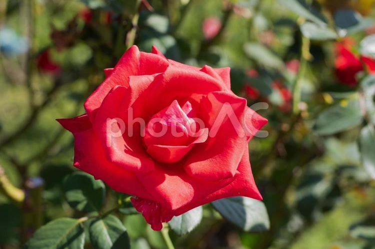 前橋バラ園　秋の薔薇の花 花,植物,花びらの写真素材