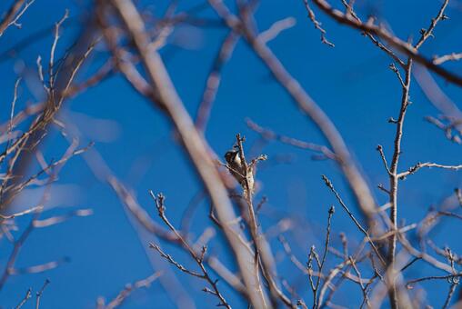 木に止まってつつくコゲラ コゲラ,ゲラ,キツツキの写真素材