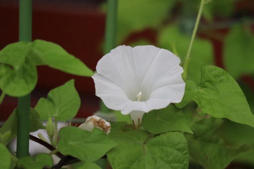 緑の葉と白い花びらの朝顔の花 緑の葉と白い花びらの朝顔の花 緑,葉,白いの写真素材