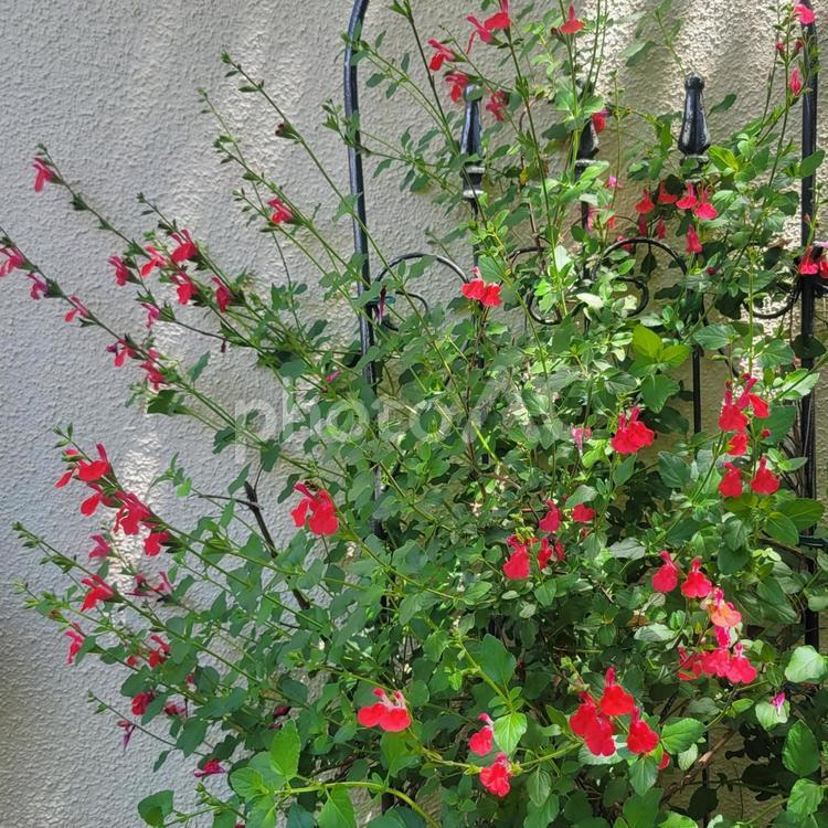 ガーデニングイメージ木陰のチェリーセージ チェリーセージ,ガーデニング,花の写真素材