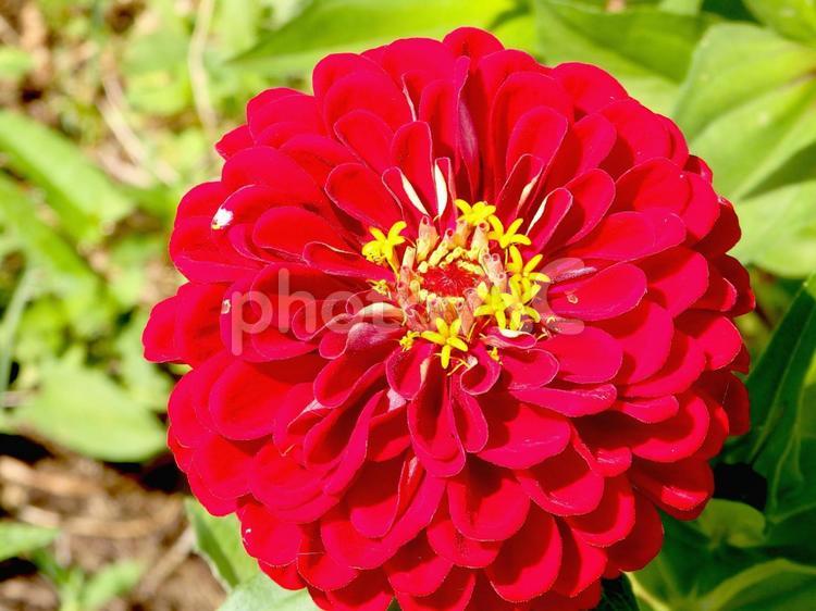 赤いヒャクニチソウ 花,キク,ヒャクニチソウの写真素材