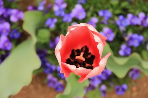 チューリップ5の写真