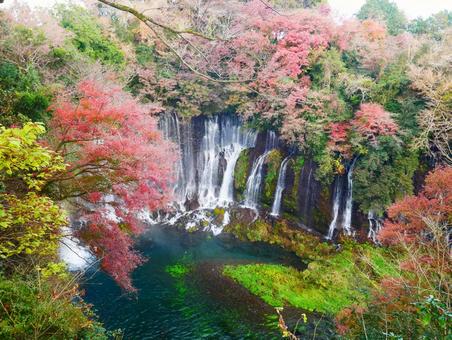 上から見た白糸の滝 白糸の滝,滝,紅葉の写真素材