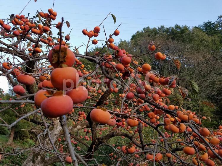 柿の実 秋,柿の木,柿の果実の写真素材